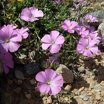 Linum olympicum unspecified picture