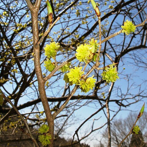 Lindera praecox unspecified picture
