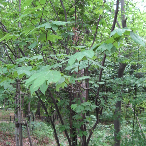 Lindera triloba unspecified picture