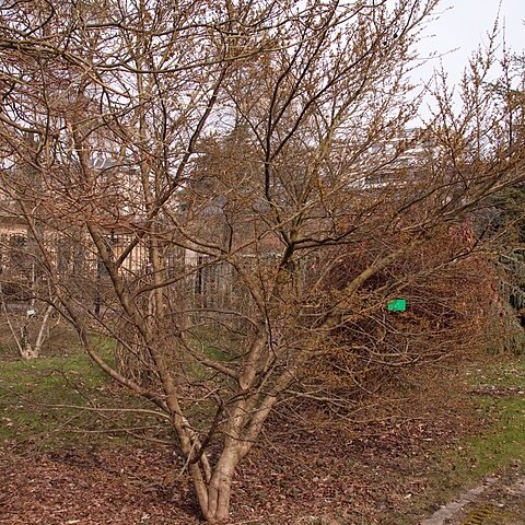 Lindera chienii unspecified picture