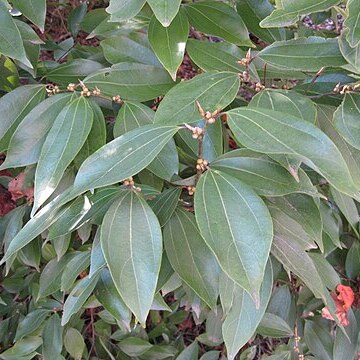 Lindera floribunda unspecified picture