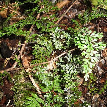 Lindsaea trichomanoides unspecified picture