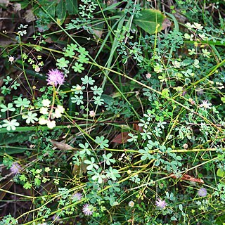 Mimosa osmarii unspecified picture