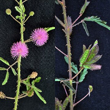 Mimosa supravisa unspecified picture