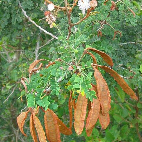 Mimosa bahamensis unspecified picture