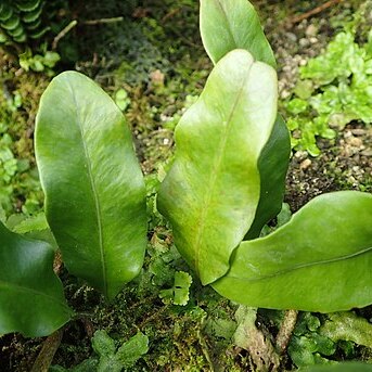 Microgramma nitida unspecified picture