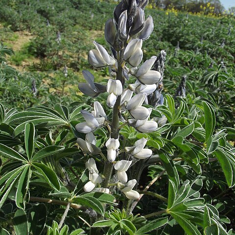 Lupinus unspecified picture
