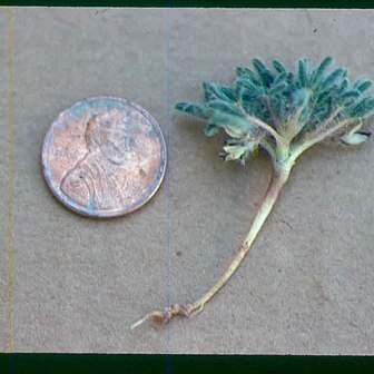 Lupinus uncialis unspecified picture