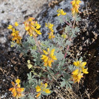 Lupinus citrinus unspecified picture