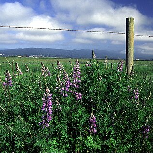 Lupinus rivularis unspecified picture