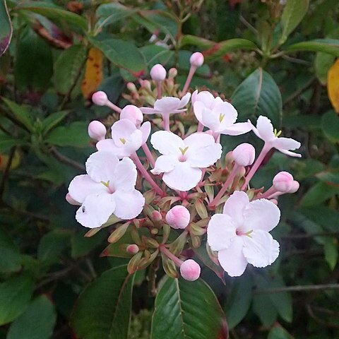 Luculia pinceana unspecified picture
