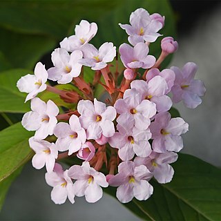 Rubiaceae unspecified picture