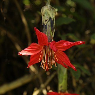 Mutisia clematis unspecified picture