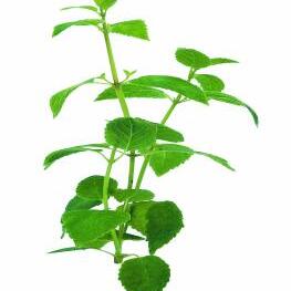 Minthostachys mollis unspecified picture