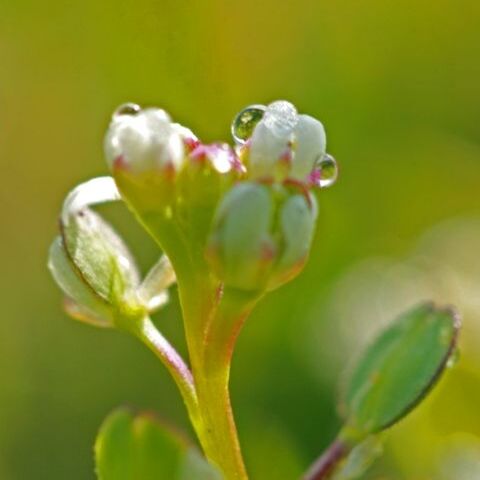 Lepidium dictyotum unspecified picture