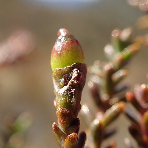 Lepidothamnus unspecified picture