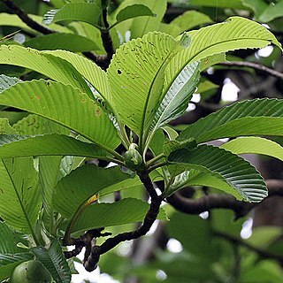 Dillenia unspecified picture