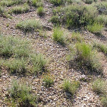Leymus ambiguus unspecified picture