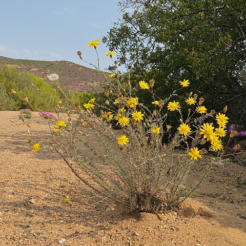 Leysera gnaphalodes unspecified picture