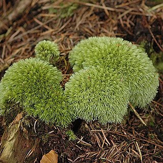 Leucobryaceae unspecified picture