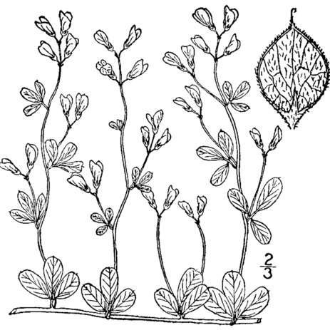 Lespedeza repens unspecified picture