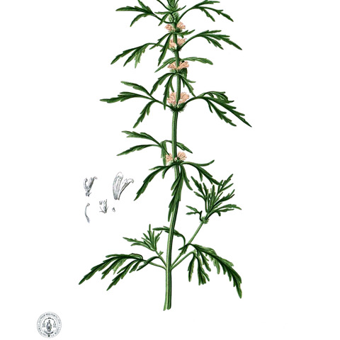 Leonurus japonicus unspecified picture