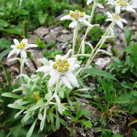 Leontopodium fauriei unspecified picture