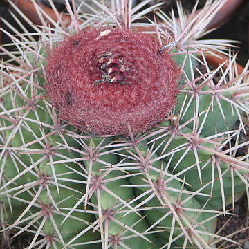 Melocactus unspecified picture