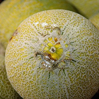 Cucumis unspecified picture