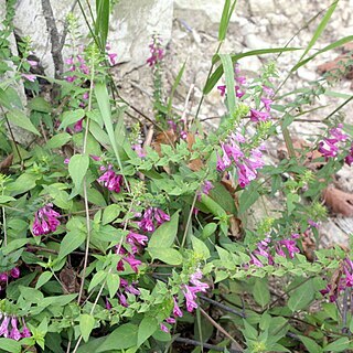 Melampyrum roseum unspecified picture