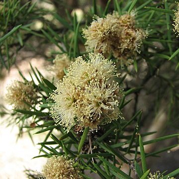Melaleuca nodosa unspecified picture