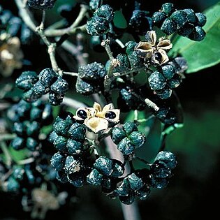 Melicope jonesii unspecified picture