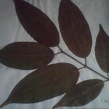 Mesua stylosa unspecified picture