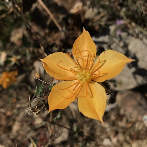 Mentzelia hispida unspecified picture