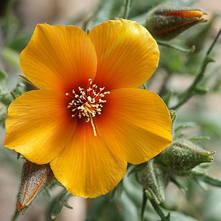Mentzelia pectinata unspecified picture