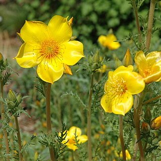 Mentzelia unspecified picture