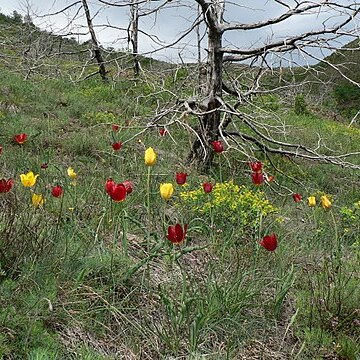 Tulipa albanica unspecified picture