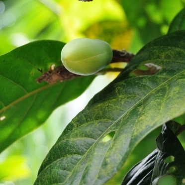 Magnolia coco unspecified picture