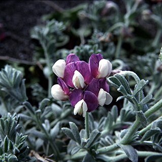 Lathyrus littoralis unspecified picture