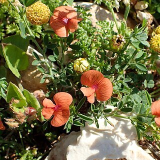 Lathyrus blepharicarpos unspecified picture