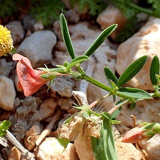 Lathyrus blepharicarpos unspecified picture