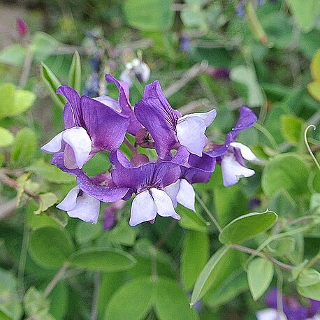 Lathyrus magellanicus unspecified picture