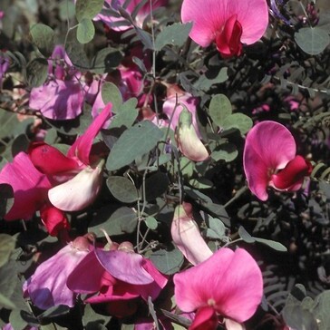 Lathyrus grandiflorus unspecified picture