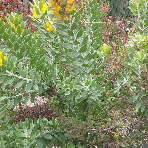 Mimetes chrysanthus unspecified picture