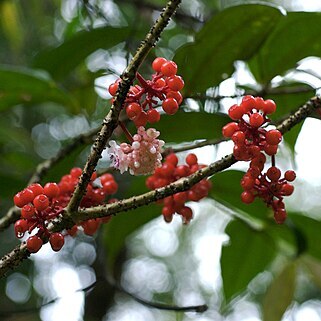 Medinilla beamanii unspecified picture