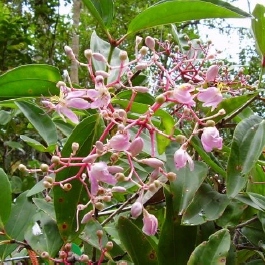 Medinilla apoensis unspecified picture