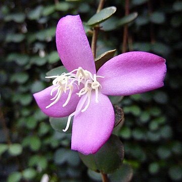 Medinilla sedifolia unspecified picture
