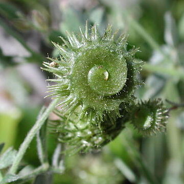 Medicago disciformis unspecified picture