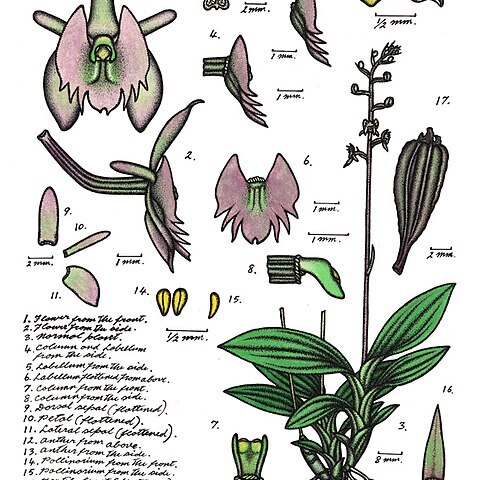 Crepidium lawleri unspecified picture
