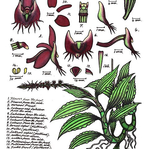 Crepidium fimbriatum unspecified picture